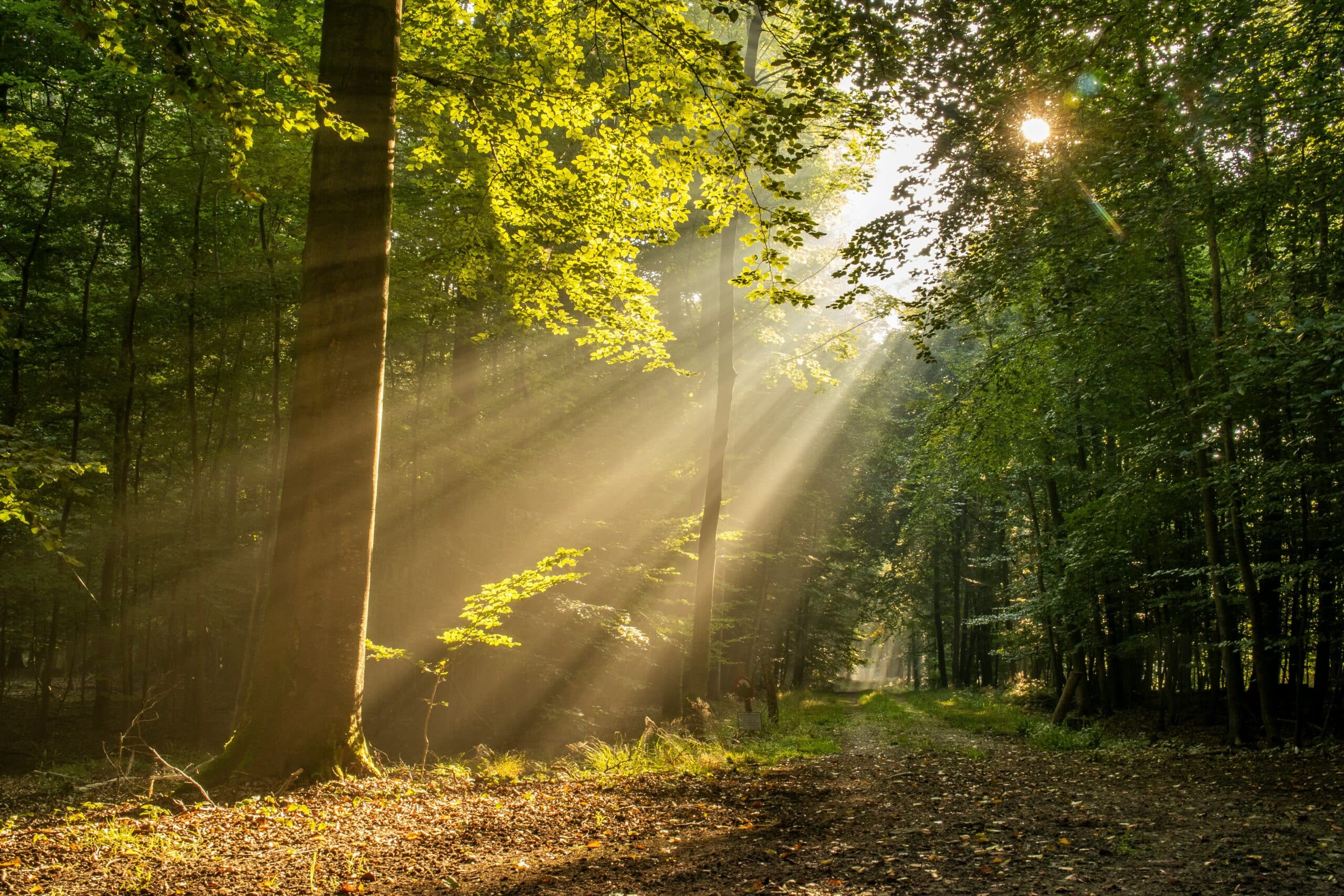 Sunlight filtering through a peaceful forest path symbolizing hope and healing through Christian counseling